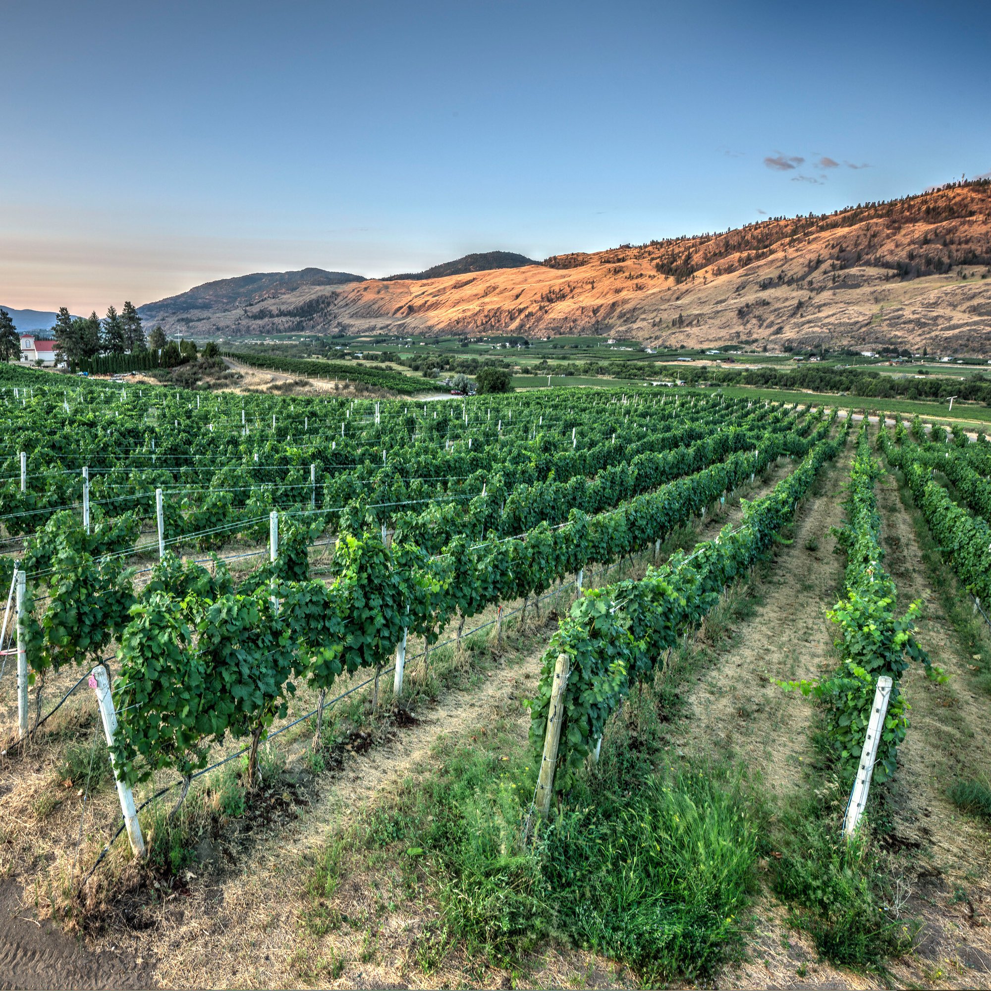 Phantom-Creek-Vineyard-Sunrise-PhotoCredit-Lionel-Trudel